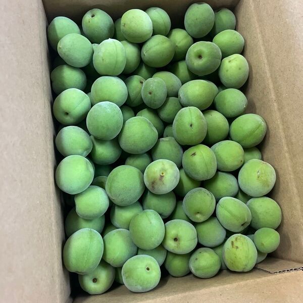 ②60 愛知県産 青梅 箱込み3kg サイズ混合 ご家庭用 梅酒や梅シロップ作りに 農薬節減栽培