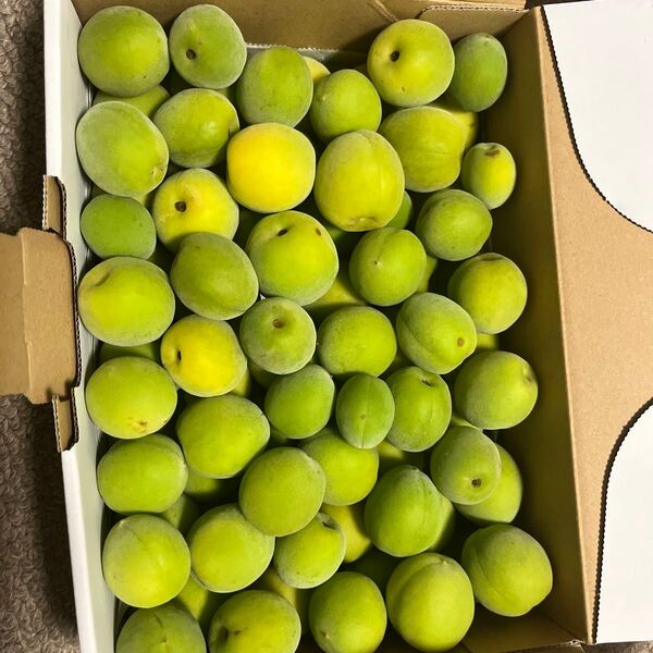 ②愛知県産 青梅 箱込み1.4kg サイズ混合 ご家庭用 梅酒や梅シロップ作りに 農薬節減栽培 追熟