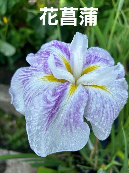 花菖蒲 抜き苗5芽