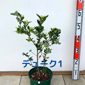 ブルーベリー 苗木 6号鉢 デューク1