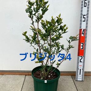 ブルーベリー 苗木 6号鉢 ブリジッタ4