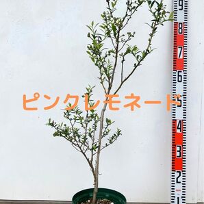 ブルーベリー 苗木 6号鉢 ピンクレモネード4