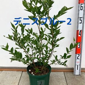 ブルーベリー 苗木 6号鉢 デニスブルー2