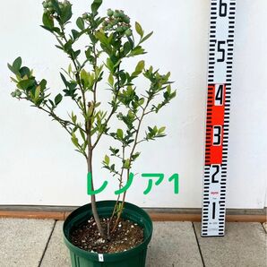 ブルーベリー 苗木 6号鉢 レノア1