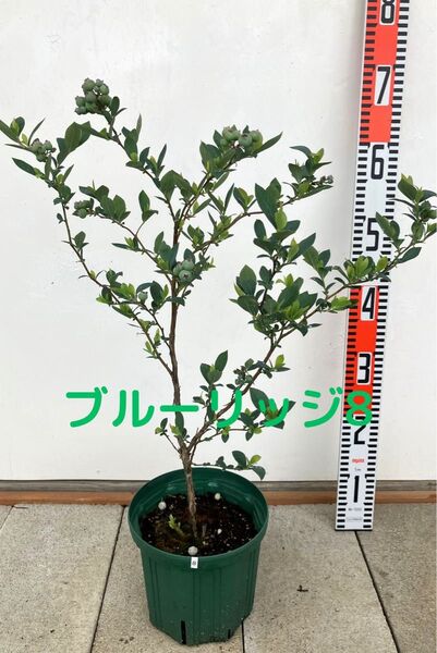ブルーベリー 6号鉢 ブルーリッジ8