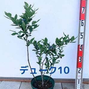 ブルーベリー 苗木 6号鉢 デューク