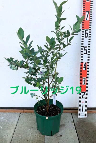 ブルーベリー 6号鉢 ブルーリッジ19