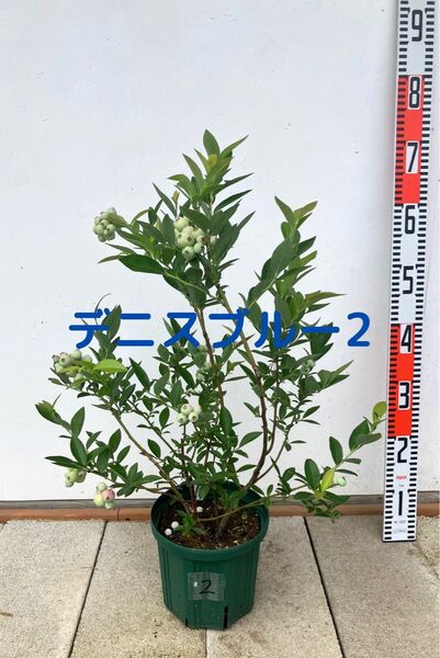 ブルーベリー 苗木 6号鉢 デニスブルー2