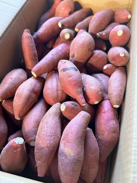 熊本県産 熟成紅はるかA品 箱込10キロ 2Sサイズ