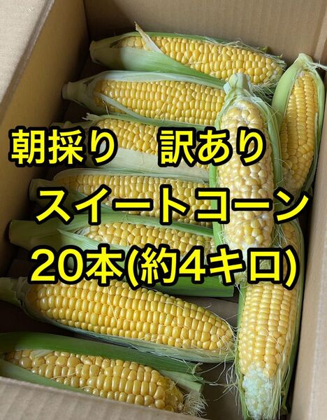 朝採り 訳ありスイートコーン 20本(約4キロ)