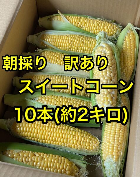 朝採り 訳ありスイートコーン 10本(約2キロ)