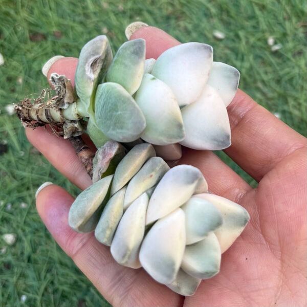 紀の川錦1苗 多肉植物