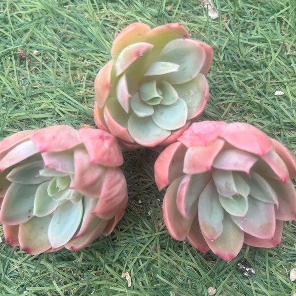 シルクヴェール☆1苗 エケベリア韓国苗 多肉植物