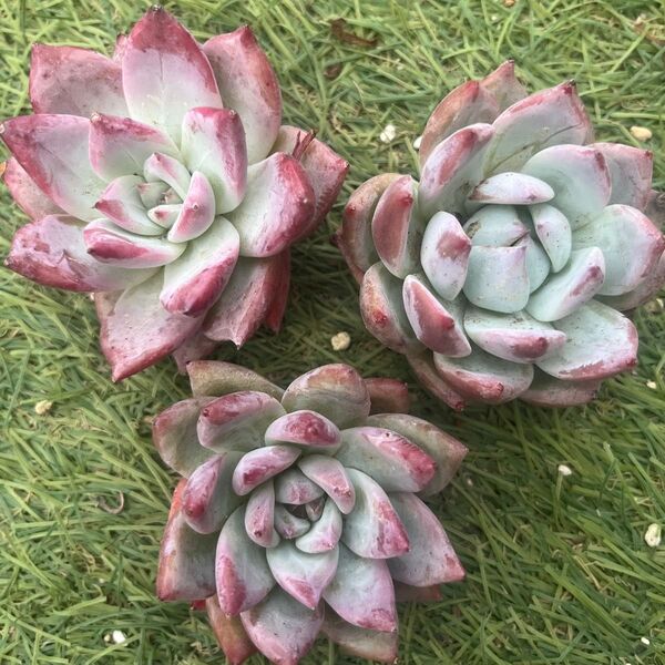 ワイルドコロラータ☆1苗 エケベリア韓国苗 多肉植物