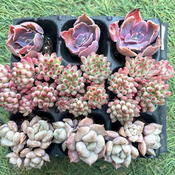 花火祭り!3種9苗セット22 多肉植物