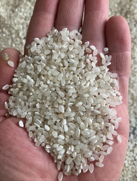 令和6年度産 くず米(精米・飼料用)24kg