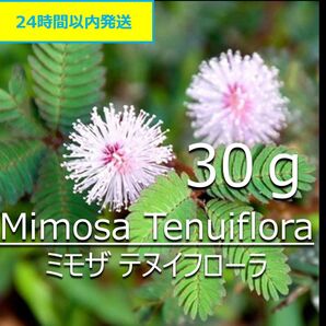 【無農薬】天然染料 ミモザ 30g