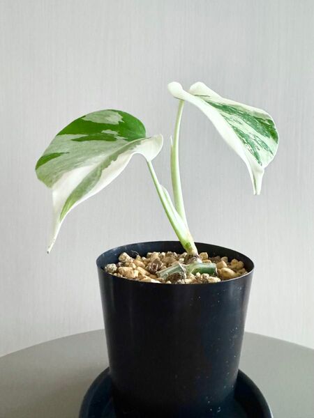 Monstera 白斑入りモンステラ ボルシギアナ ホワイトタイガー 発根済 ポットのまま発送