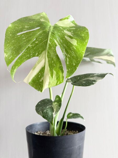 MONSTERA タイコンステレーション 斑入りモンステラ 鉢ごと発送 約43cm
