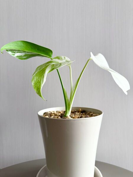 Monstera 白斑入りモンステラ ボルシギアナ ホワイトタイガー フルムーン 鉢ごと発送 発根済