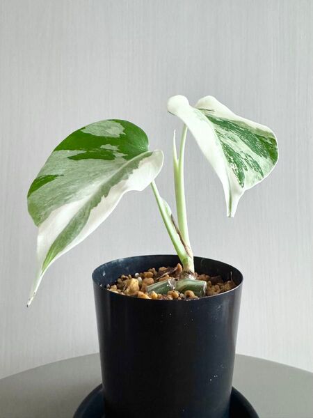 Monstera 白斑入りモンステラ ボルシギアナ ホワイトタイガー 発根済 ポットのまま発送