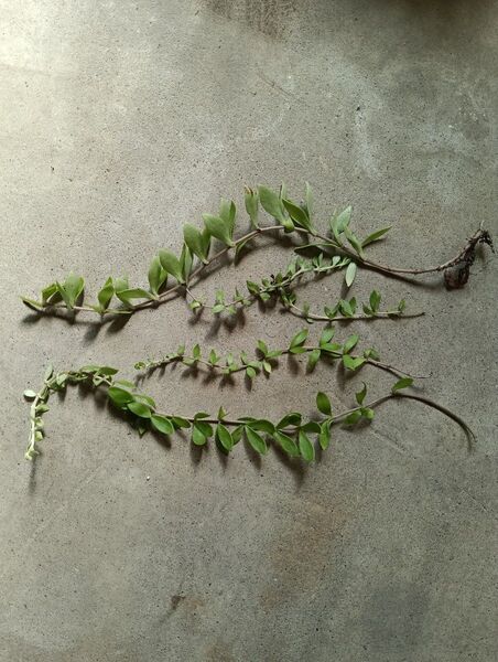 多肉植物 セダム 蔓万年草