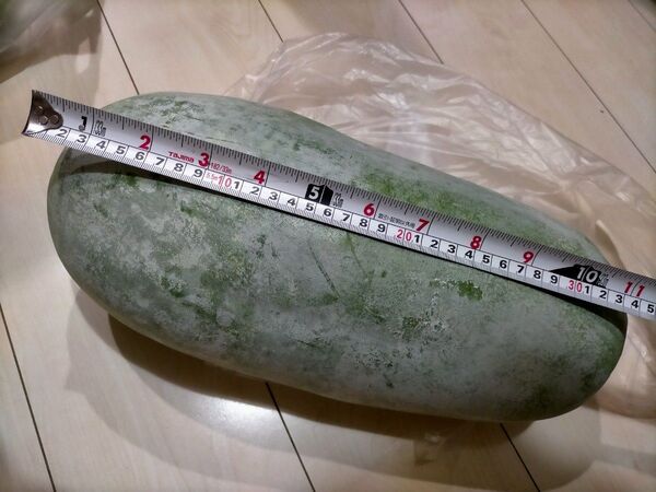 長い冬瓜(とうがん)の種 固定種 無農薬