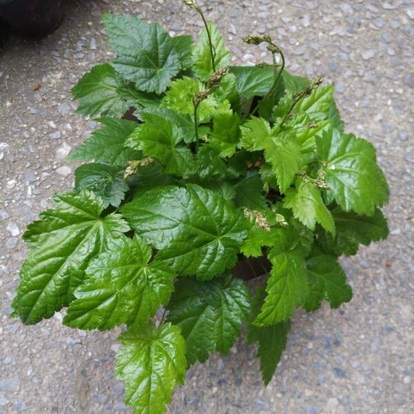 ミニ盆栽、盆栽、植木、植物、雑木、山野草、花物盆栽、実物盆栽、盆栽鉢