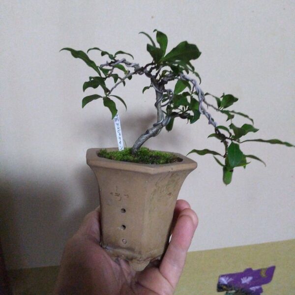 ミニ盆栽、盆栽、植木、
