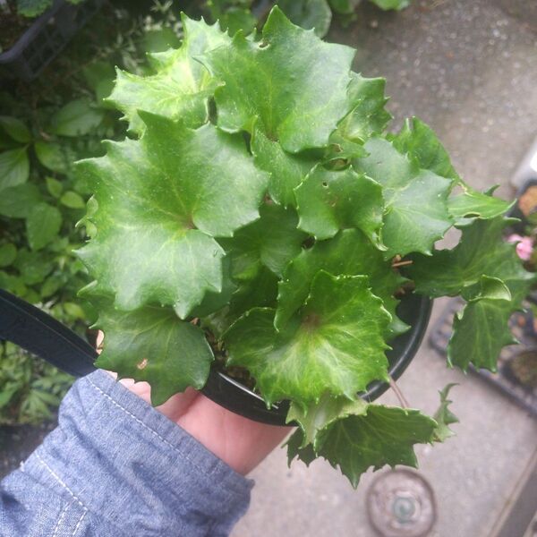 ミニ盆栽、盆栽、植木、植物、雑木、山野草、花物盆栽、実物盆栽、盆栽鉢