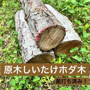 北海道原木しいたけ 楢ホダ木3本!菌打済み!来年の秋収穫予定