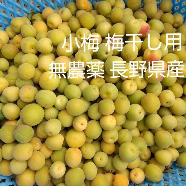 小梅 梅干し用 約3kg 無農薬 長野県産 信州産