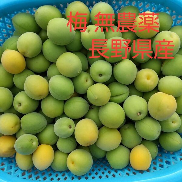 梅 約6kg M L 2L 無農薬 長野県産 信州産