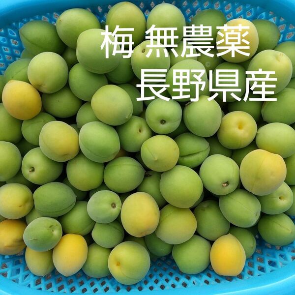 梅 約5kg M L 2L 無農薬 長野県産 信州産