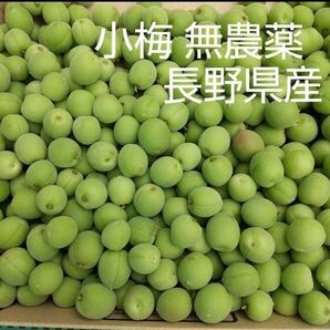 小梅 約2kg 青梅 無農薬 長野県産 信州産