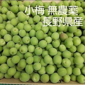 小梅 約2kg 青梅 無農薬 長野県産 信州産