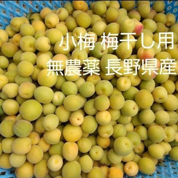 小梅 約3kg 無農薬 長野県産 信州産