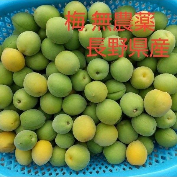 梅 約5kg M L 2L 無農薬 長野県産 信州産