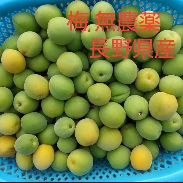 梅 約8kg M L 2L 無農薬 長野県産 信州産