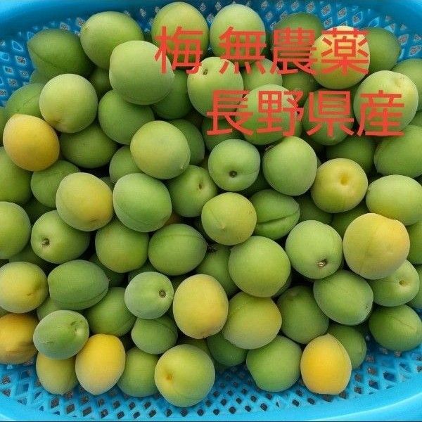 梅 約5kg M L 2L 無農薬 長野県産 信州産