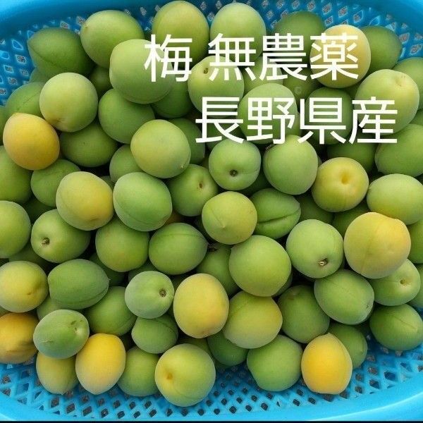 梅 約3kg M L 2L 無農薬 長野県産 信州産