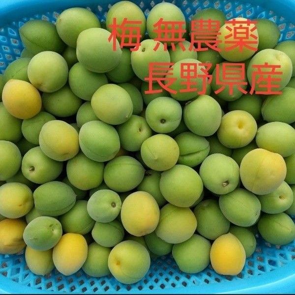 梅 約8kg M L 2L 無農薬 長野県産 信州産