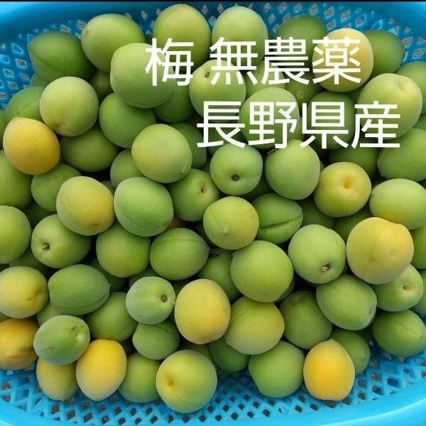 梅 約5kg M L 2L 無農薬 長野県産 信州産