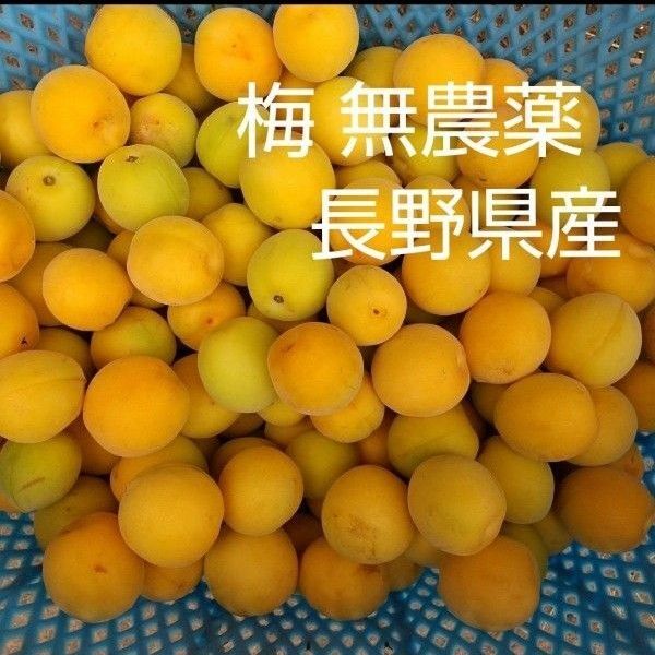 梅 約5kg M L 2L 無農薬 長野県産 信州産 完熟 完熟梅 梅干し用