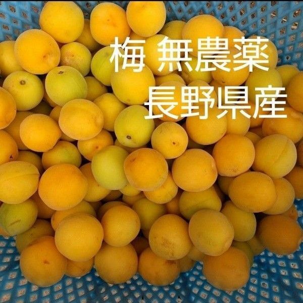 梅 約3kg M L 2L 無農薬 長野県産 信州産 完熟 完熟梅 梅干し用
