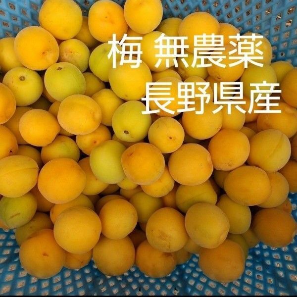 梅 約3kg M L 2L 無農薬 長野県産 信州産 完熟 完熟梅 梅干し用