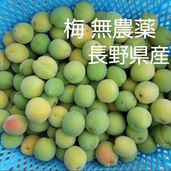 梅 約3kg M L 2L 無農薬 長野県産 信州産