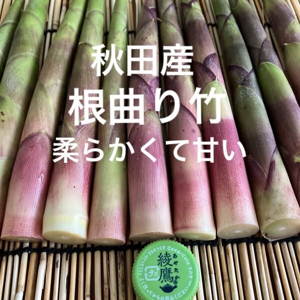 秋田産根曲り竹【箱込み1kg】