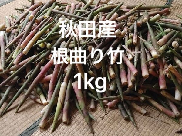 秋田産根曲り竹【箱込み1kg】
