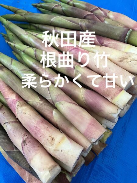 秋田産根曲り竹【箱込み1kg】